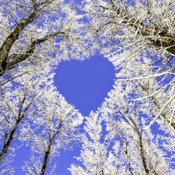 Сердце из снежных кронов деревьев