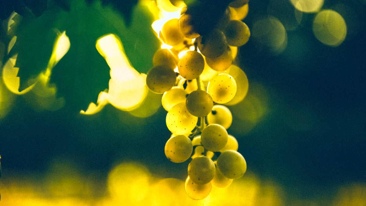 

Природа. История. Винодельня.
