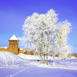 снежное дерево у стены кремля